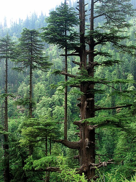 Cedrus deodara in the Western Himalayan subalpine conifer forests,