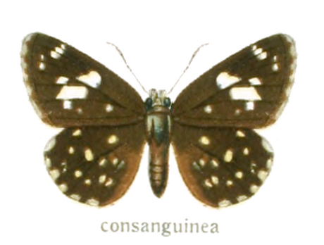 Celaenorrhinus consanguinea