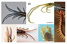 A collage showing the ultimate legs of various centipedes. From top left, proceeding clockwise: Rhysida spp., Scolopocryptops trogloclaudatus, Scolopenda dehaani, Lithobius proximus, Lithobius forficatus, Scolopendra cingulata. Centipede ultimate legs collage.jpg