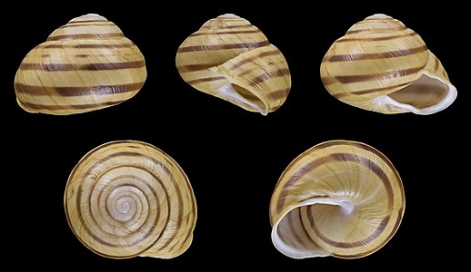 Cepaea hortensis var. major 1:345