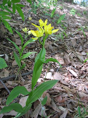 Waldvöglein: Beschreibung, Arten und Verbreitung, Naturhybriden