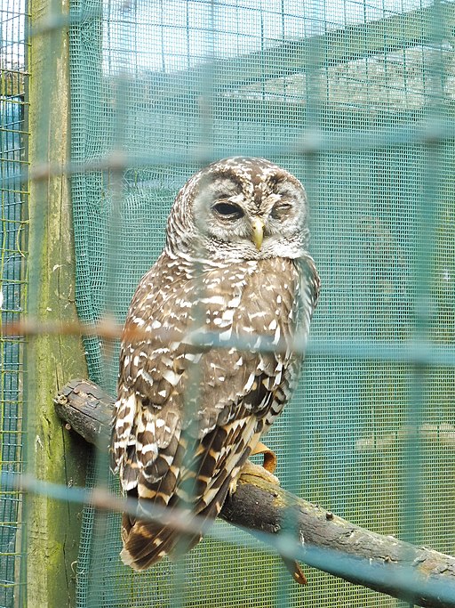 Chaco Owl Bodafon FP