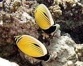 Chaetodon austriacus