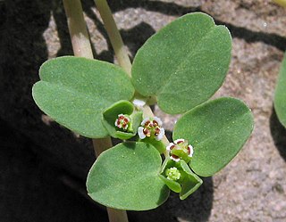 <i>Euphorbia serpens</i> Species of flowering plant