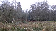 Thumbnail for File:Charleshill SSSI 10.jpg