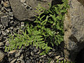 Cheilanthes lanosa