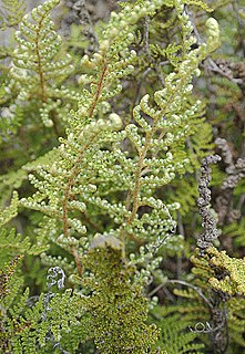 <i>Myriopteris myriophylla</i> Species of fern