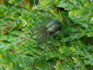 <i>Cheiracanthium erraticum</i> Species of spider