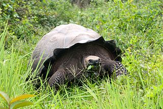 <i>Chelonoidis donfaustoi</i> Species of turtle