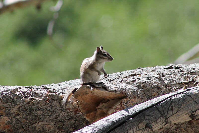 File:Chipmunk in the Ruby Mountains.JPG