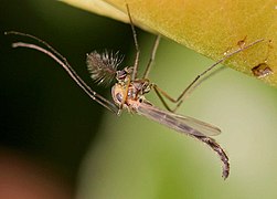 Chironomus plumosus, un «mosquito» de la familia Chironomidae