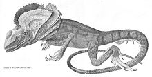 Frilled lizard from Narrative of a Survey Volume 2, by Phillip Parker King, 1827 Chlamydosaurus kingii engraving by Mr. Curtis 1827.jpg