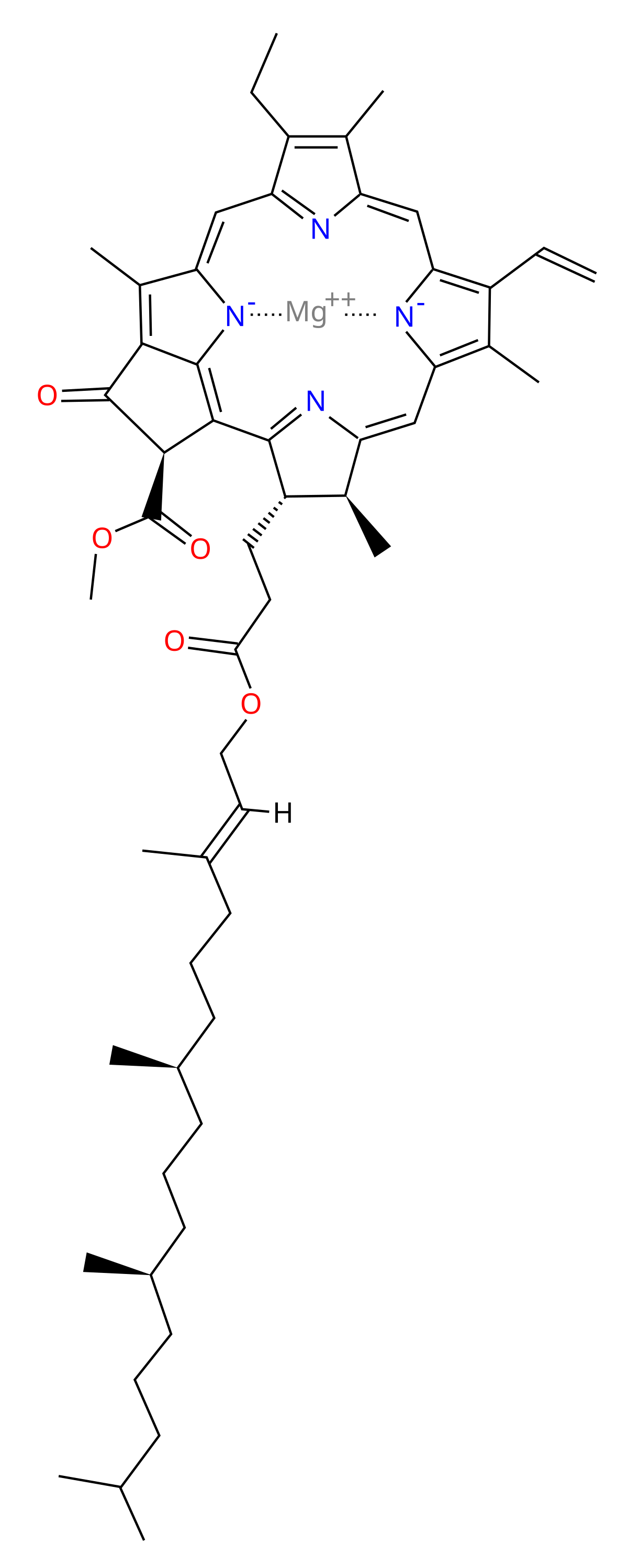 chlorophyll diagram