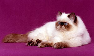 Persian Cat