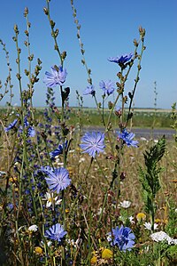 Cichorium intybus erches 80 23062008 02.JPG