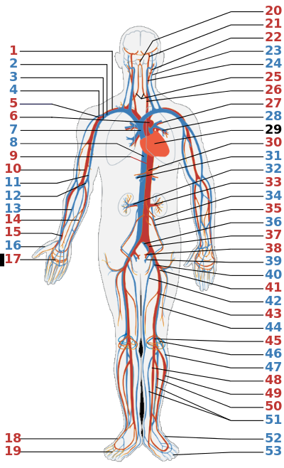 Circulatory System numbered.svg