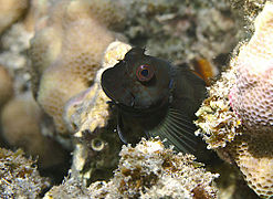 Une blennie ambrée (Cirripectes stigmaticus)