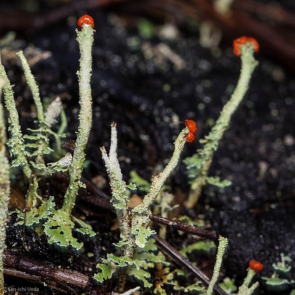 File:Cladonia macilenta 2715105.jpg