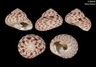 <i>Clanculus santamariae</i> Species of gastropod