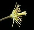 Clematis xjackmanii