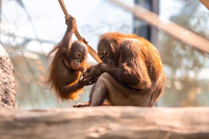 File:Cleveland Metroparks Zoo (52109040203).jpg