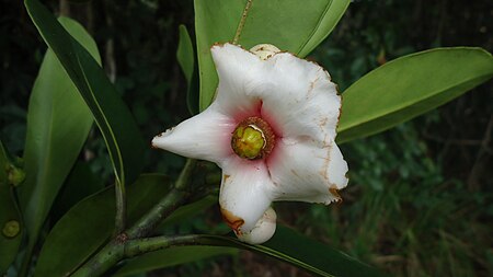 Tập_tin:Clusia_nemorosa_G._Mey.,_Clusiaceae,_Atlantic_forest,_northeastern_Bahia,_Brazil_(6177019113).jpg