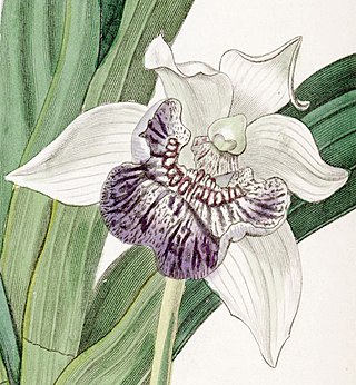 <i>Cochleanthes</i> Genus of orchids