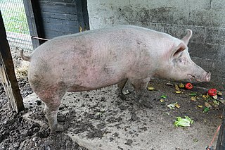 <span class="mw-page-title-main">Pig</span> Domesticated omnivorous even-toed ungulate