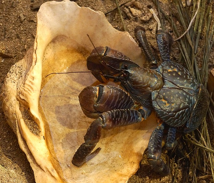 File:Coconut Crab in Kuroshima Okinawa Prefecture.jpg