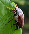 Unidentified Coleoptera, Parzymiechy Poland