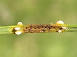 Vignette pour Coleosporium tussilaginis