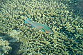 Colorfull fish at Fiji (31572739084).jpg