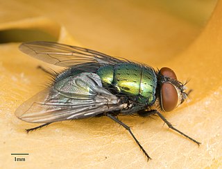 Common green bottle fly Species of insect
