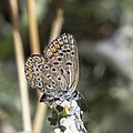 * Nomination Common blue (Polyommatus icarus) female ab. Grisescens --Charlesjsharp 20:56, 20 October 2022 (UTC) * Promotion  Support Good quality. Alexander Novikov 21:36, 20 October 2022 (UTC)