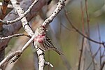 Thumbnail for File:Common redpoll (53583604315).jpg