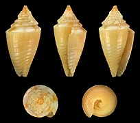 Conasprella articulata var. lombei, juvenile shell