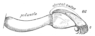 Fig. 86, Anatina.