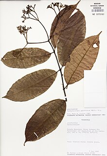 Das plattgedrückte Herbariumsexemplar hat sechs gegenständige Blätter und endet in drei unauffälligen Blütenständen.