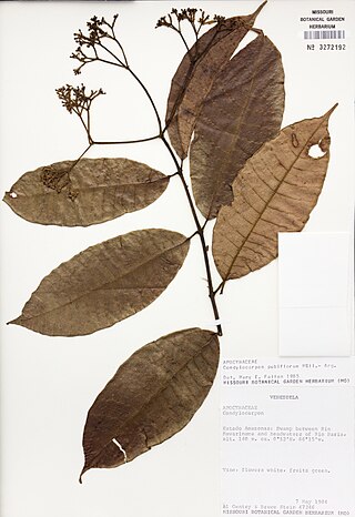<i>Condylocarpon pubiflorum</i> Species of flowering plant