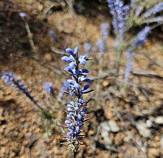 <i>Conospermum amoenum</i> Species of Australian shrub