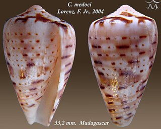 <i>Conus medoci</i>