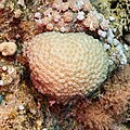 * Nomination Coral (Dipsastraea favus), Red Sea, Egypt --Poco a poco 18:24, 9 August 2023 (UTC) * Promotion  Support Good quality. --Ermell 19:25, 9 August 2023 (UTC)