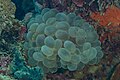 * Nomination Bubble coral (Plerogyra sinuosa), Anilao, Philippines --Poco a poco 15:22, 27 June 2024 (UTC) * Promotion Good quality. --Snowmanstudios 04:57, 28 June 2024 (UTC)