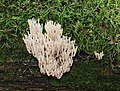 * Nomination Crown-tipped coral fungus (Artomyces pyxidatus) (1) -- George Chernilevsky 01:45, 18 October 2020 (UTC) * Promotion Good quality. --Seven Pandas 02:46, 18 October 2020 (UTC)