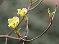 Flowers (early spring)