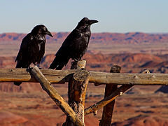 Deux grands corbeaux, en Arizona. Cet oiseau se rencontre dans toute l'Amérique du Nord, aussi bien qu'en Europe et en Asie.
