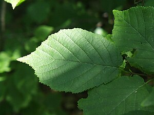 Corylus americana1.jpg