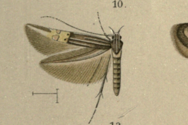 Cosmopterix coryphaea