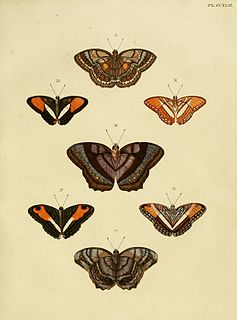 <i>Adelpha cocala</i> Species of butterfly