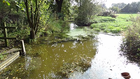 Cranham Marsh stream